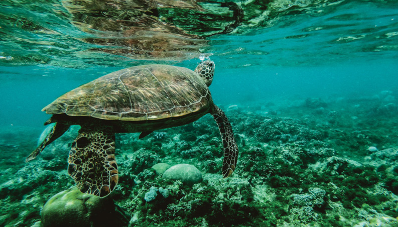 photo of sea turtle swimming above a green coral reef